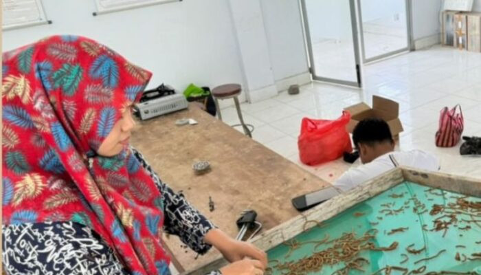 Inovasi Pakan Ikan Berbasis Tepung Tulang Itik: Solusi Ramah Lingkungan dari UMS Rappang