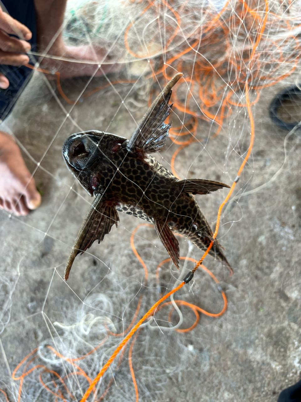 UMS Rappang dan IPB Temukan Solusi Cerdas Atasi Ikan Sapu-Sapu di Danau Sidenreng